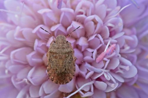 Sciocoris macrocephalus